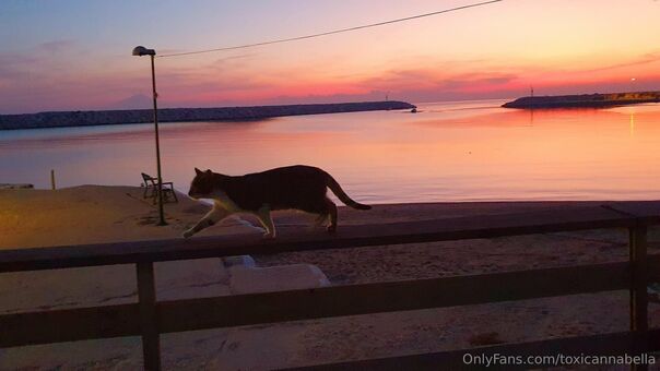 toxicannabella